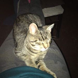 Meet your Posher, Annie